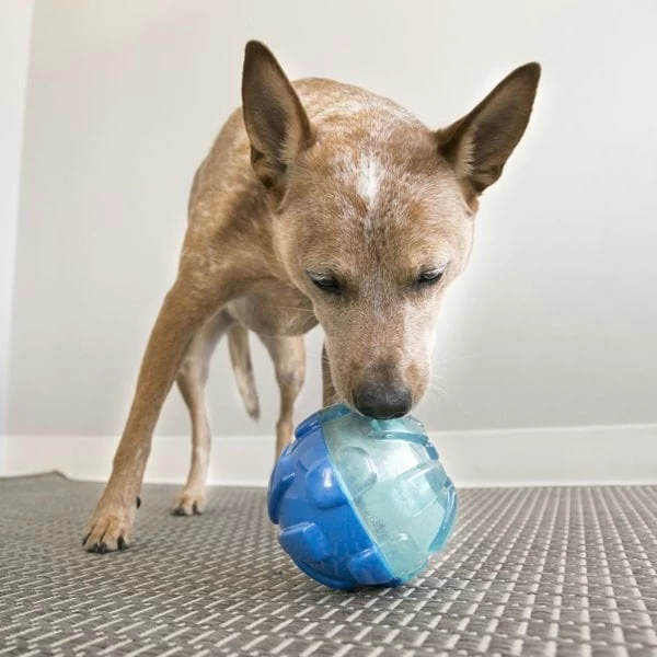 Kong Rewards Ödül Hazneli Köpek Oyuncağı Large 17 Cm