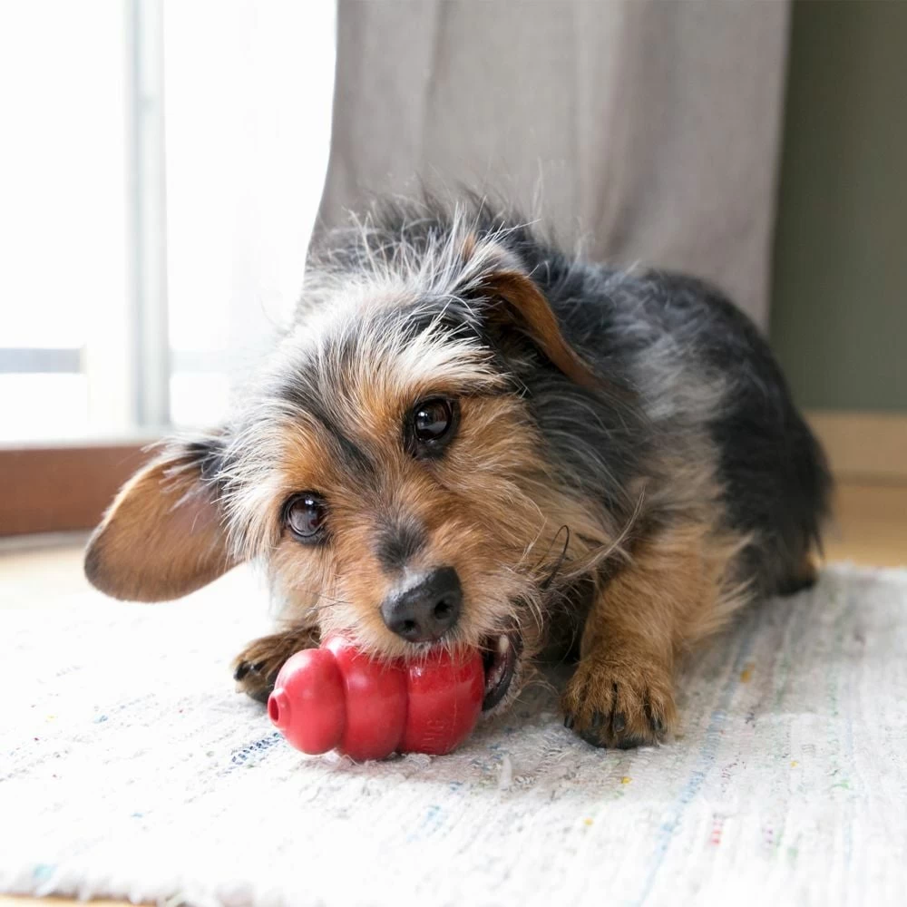 Kong Classic Ödül Hazneli Köpek Oyuncağı Small 8 Cm
